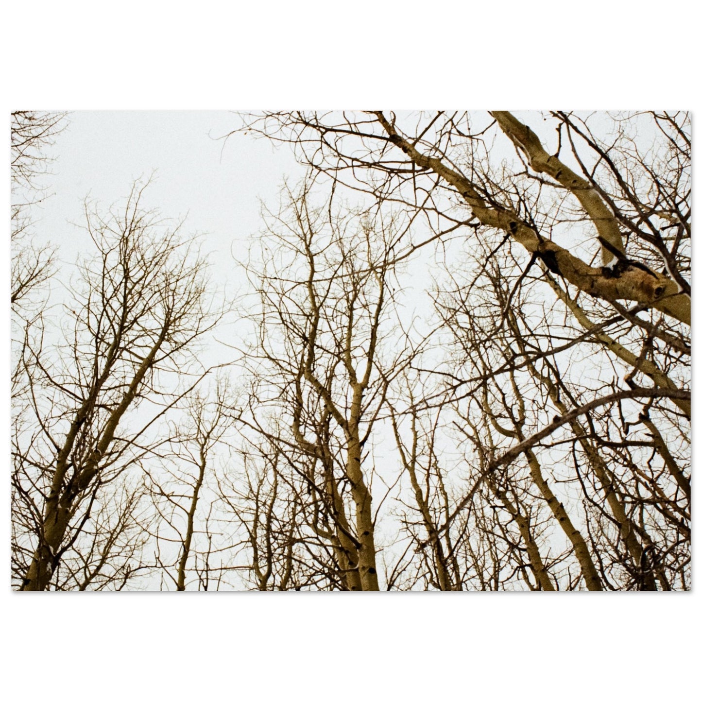 'Tree Tops' - Matte Paper Print (Christmas)