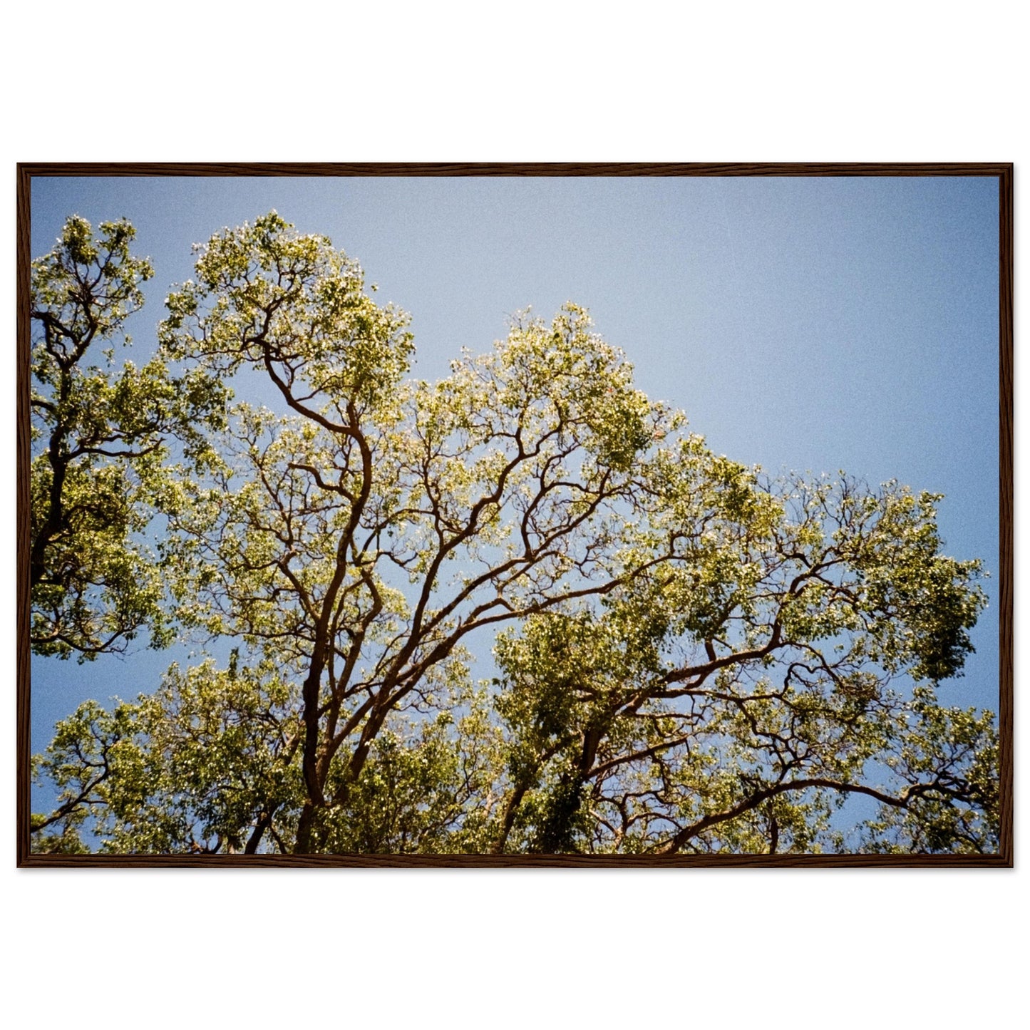'Afternoon Shine' - Matte Paper Wooden Framed Print