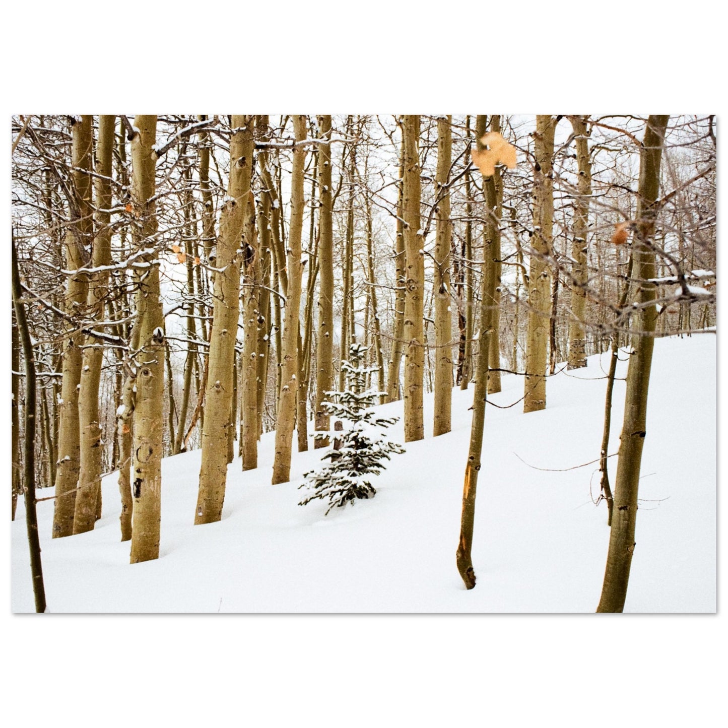 'New Beginnings' - Matte Paper Print