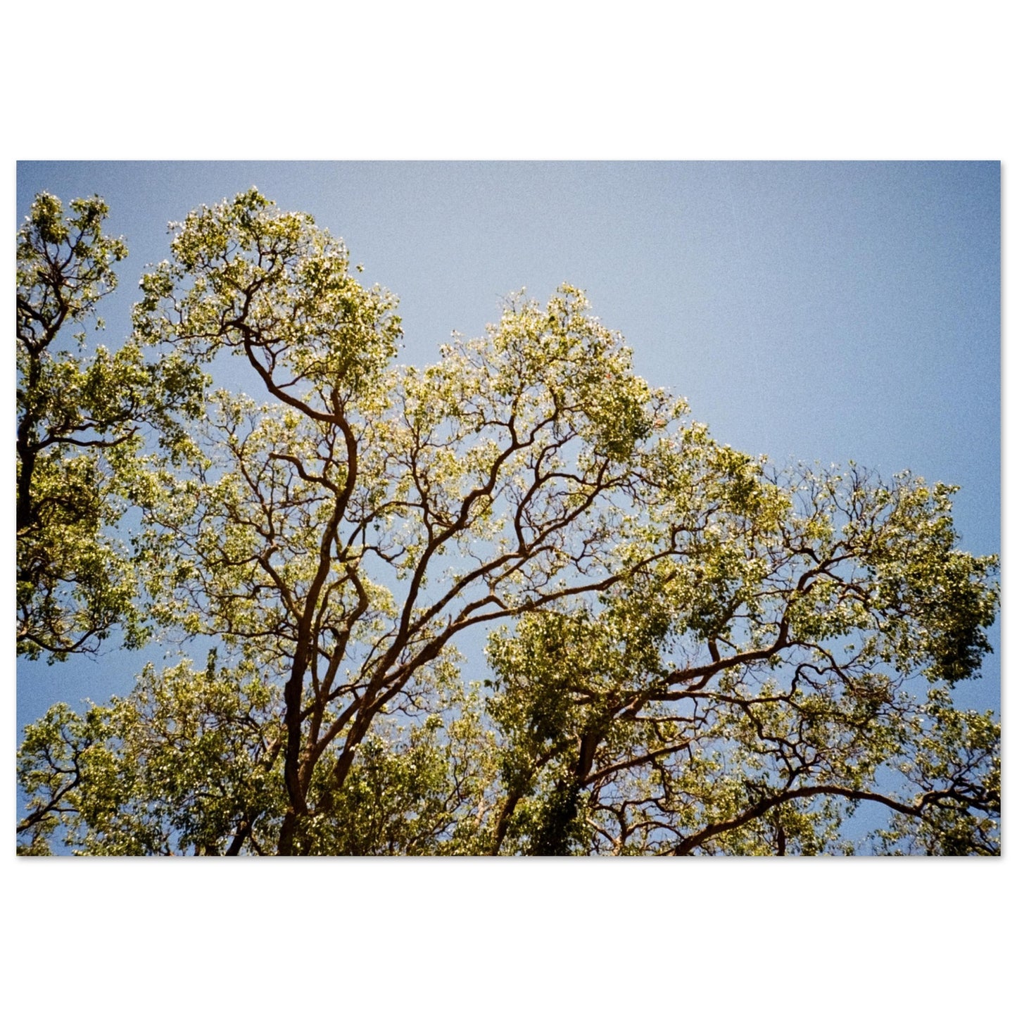 'Afternoon Shine' - Matte Paper Print