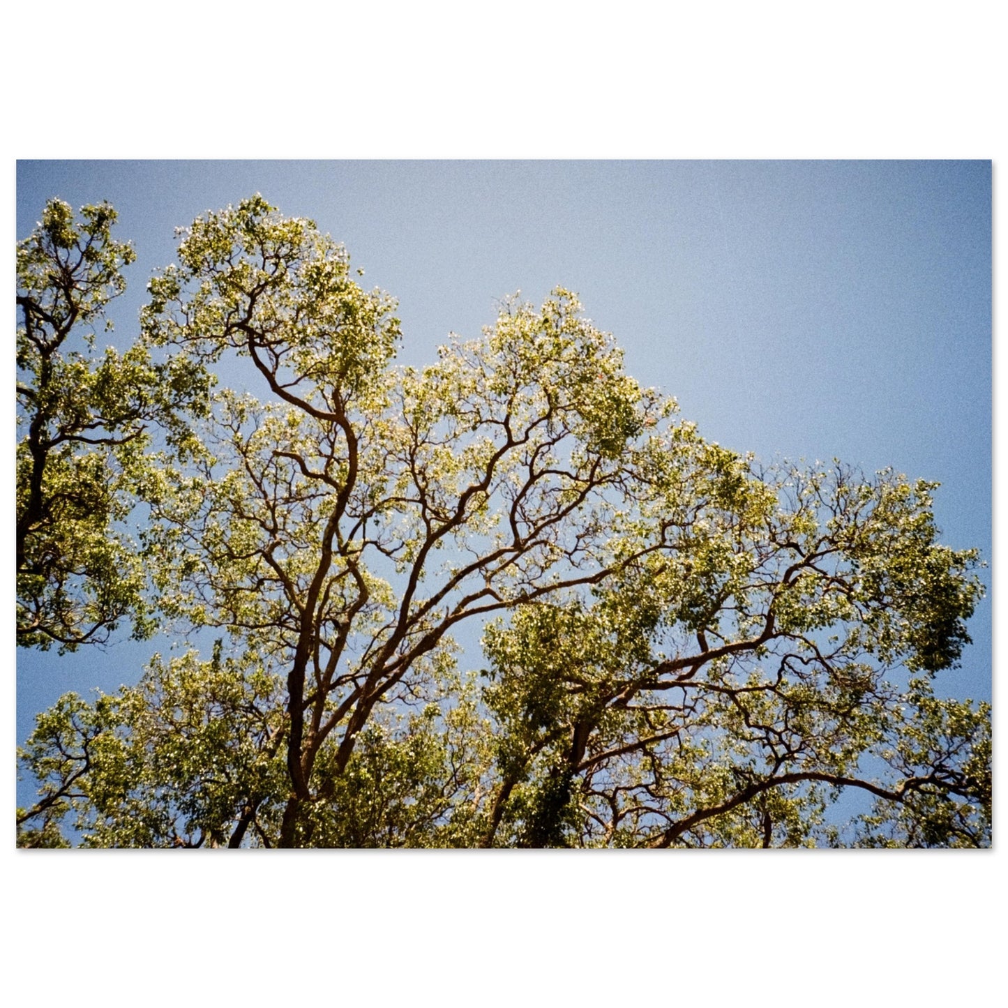 'Afternoon Shine' - Matte Paper Print