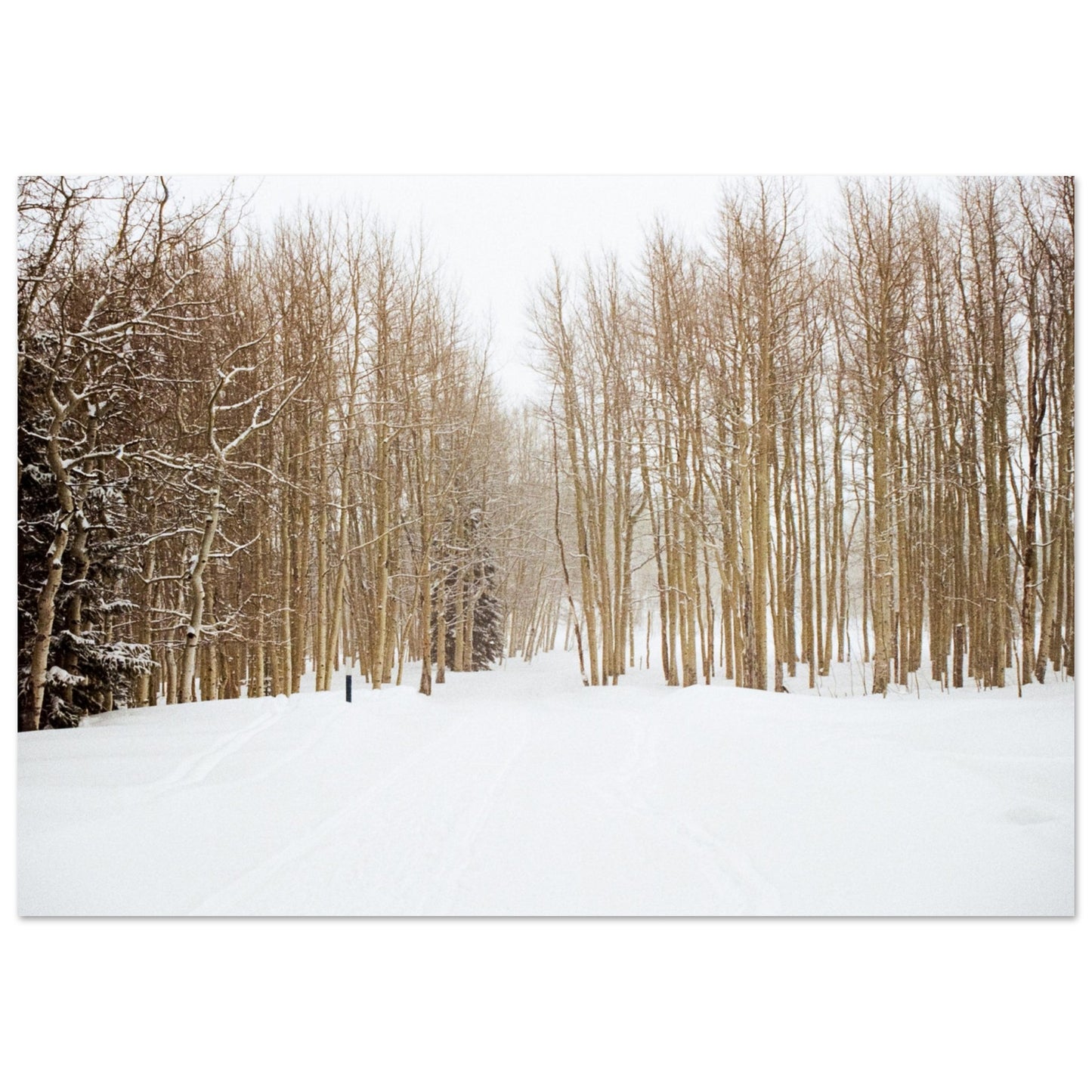 'Snow Trek' - Foam Board Print