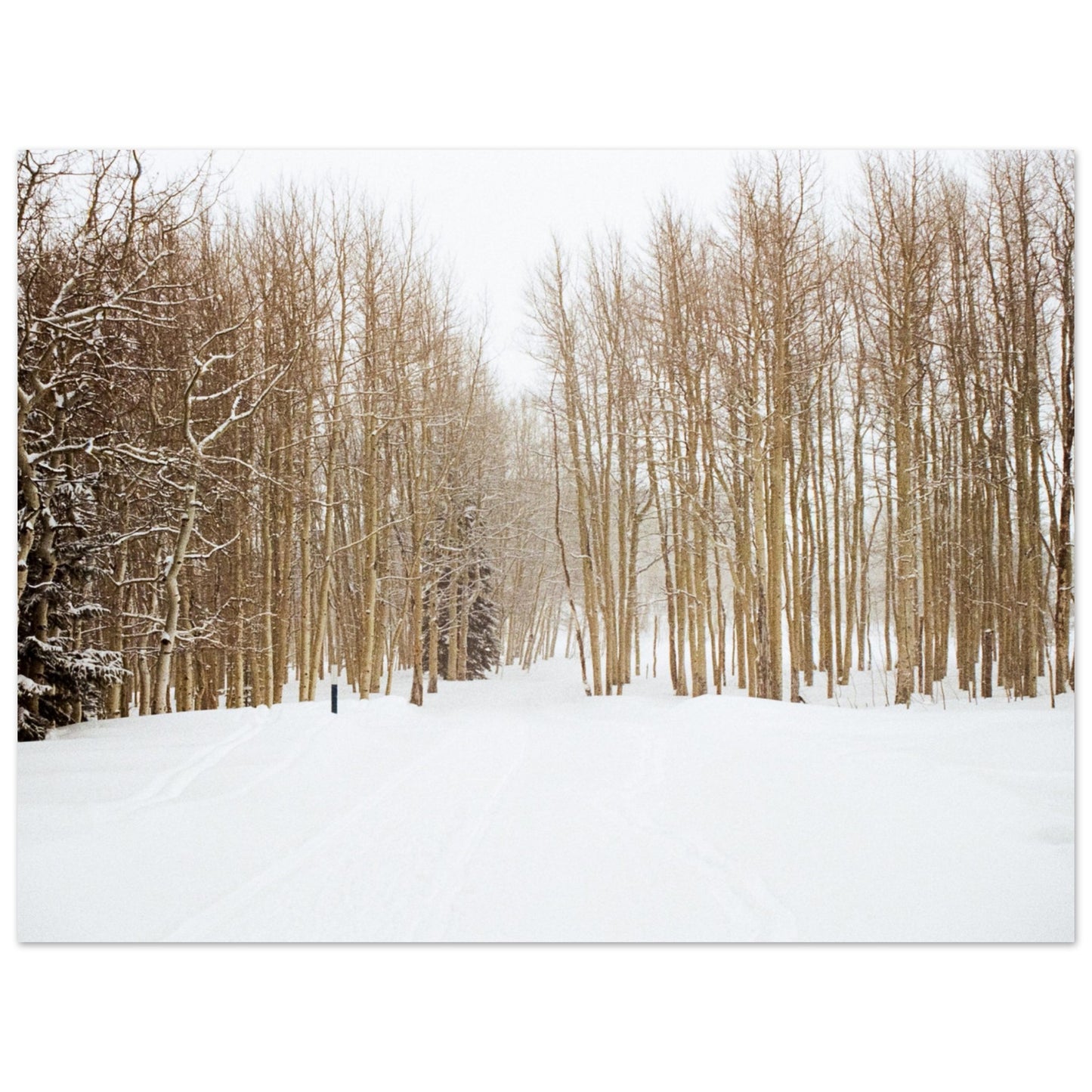 'Snow Trek' - Matte Paper Print