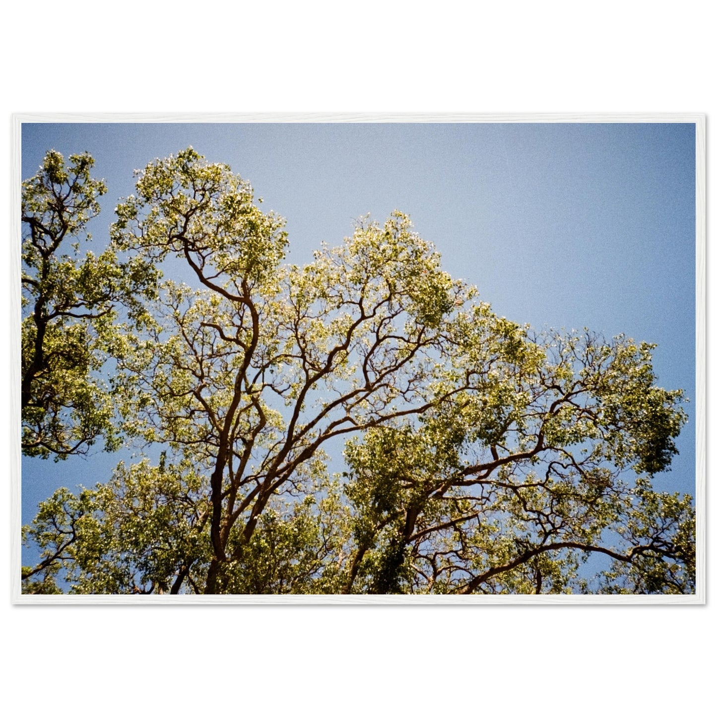 'Afternoon Shine' - Matte Paper Wooden Framed Print