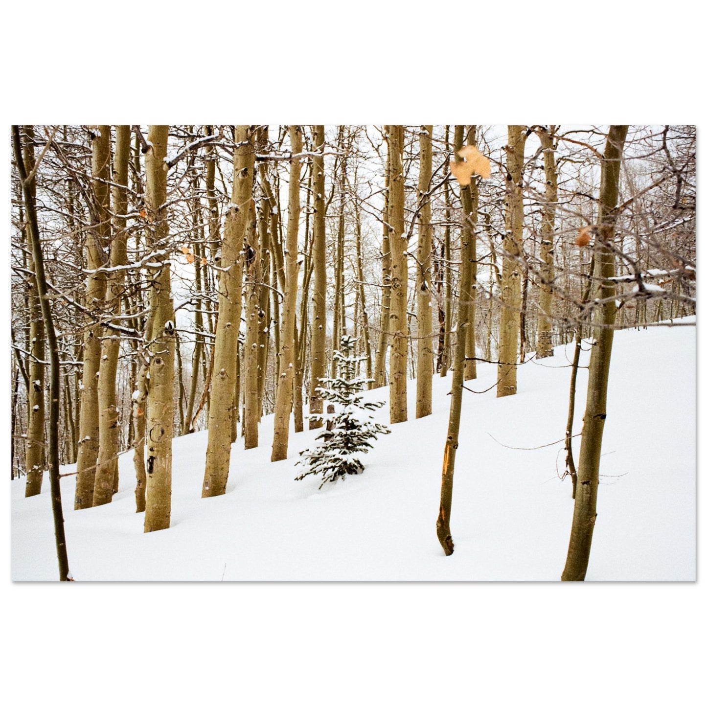'New Beginnings' - Foam print