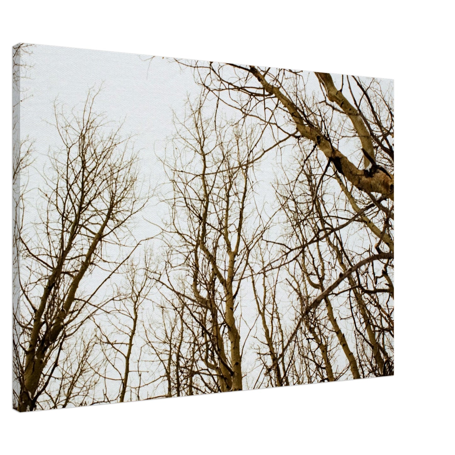 'Tree Tops' - Canvas Print (Christmas)