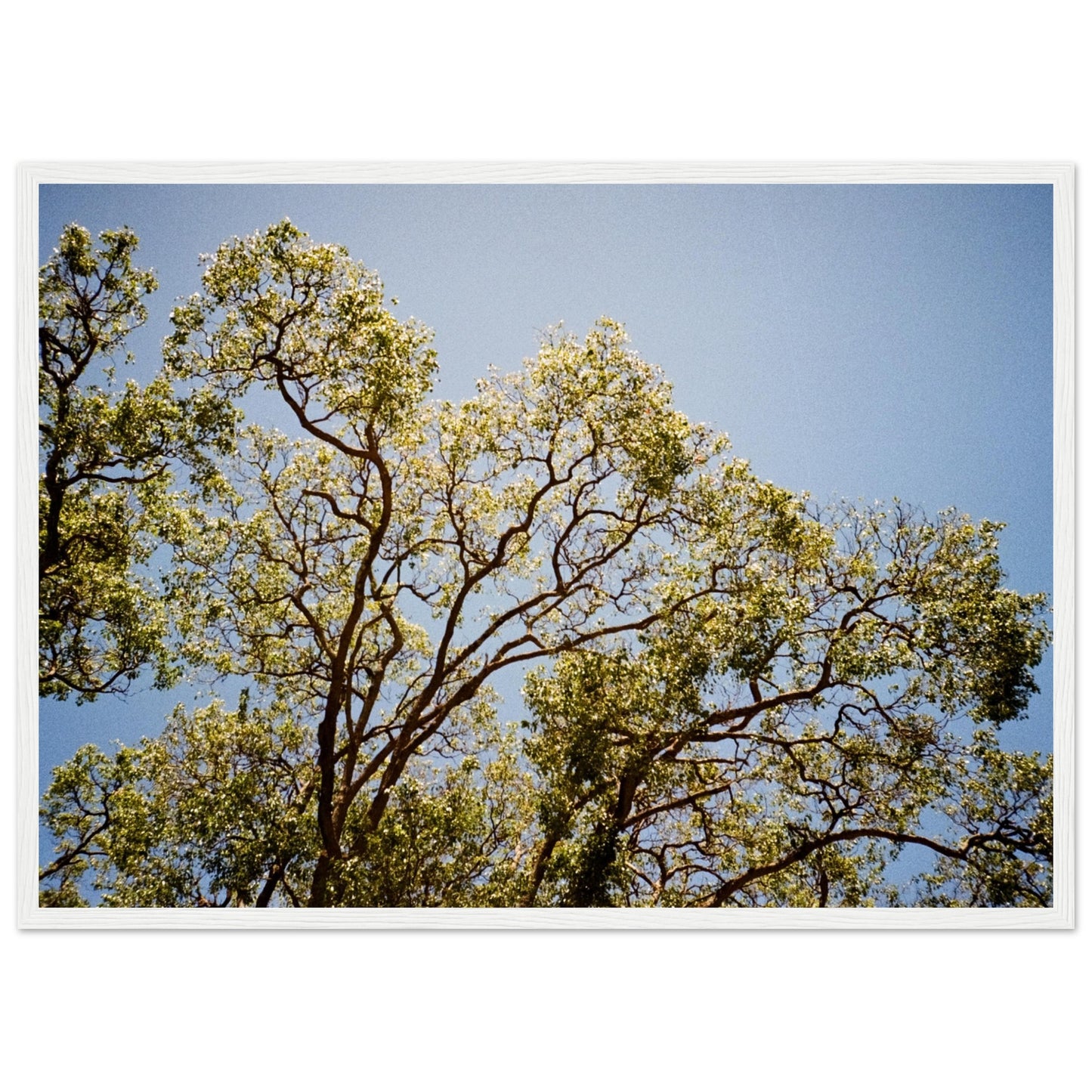 'Afternoon Shine' - Matte Paper Wooden Framed Print