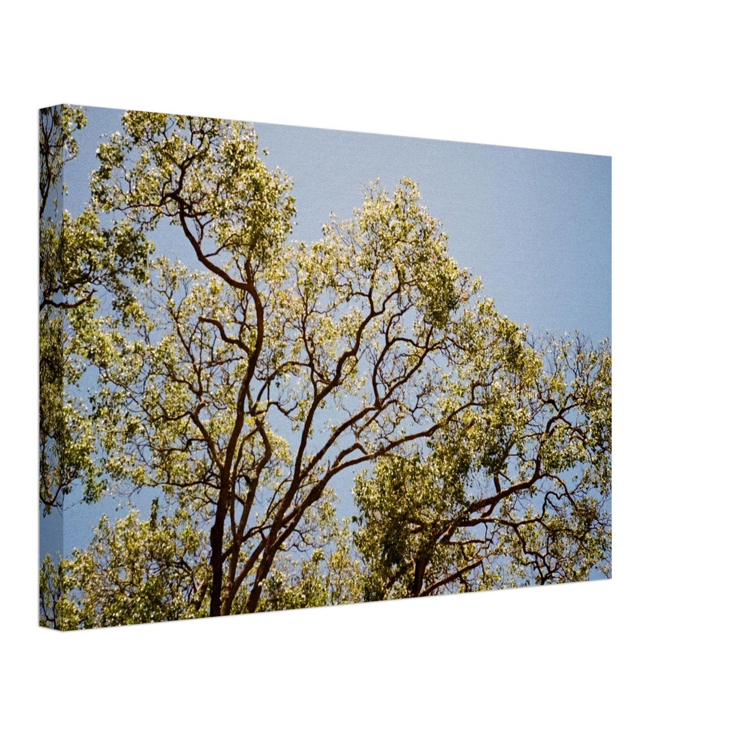'Afternoon Shine' - Canvas Print