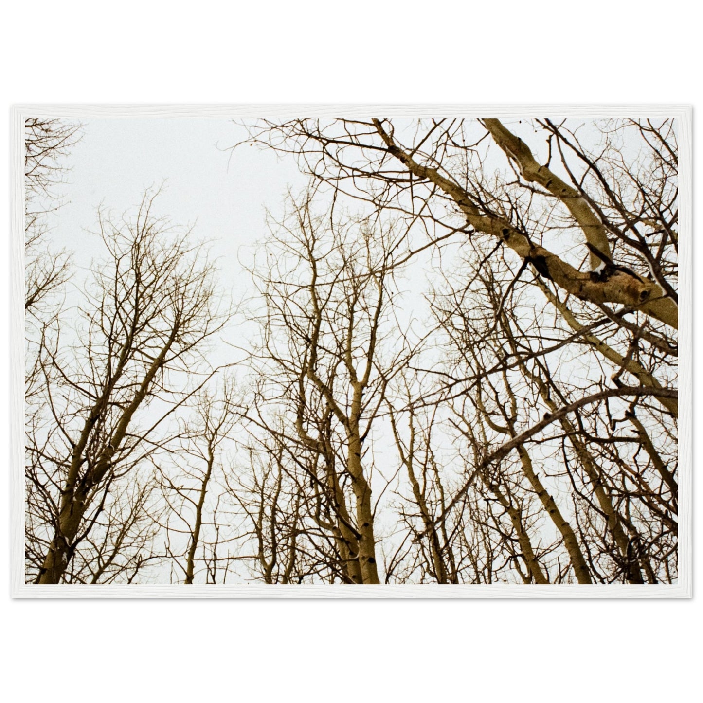 'Tree Tops' - Matte Paper Wooden Framed print (Christmas)