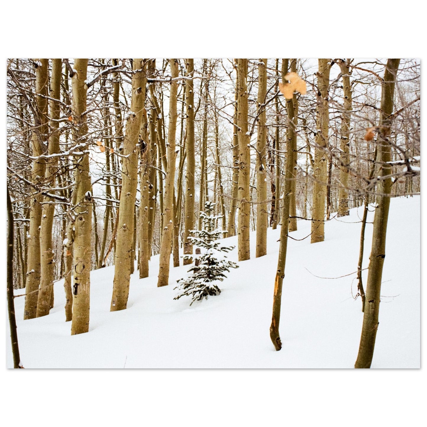 'New Beginnings' - Foam print