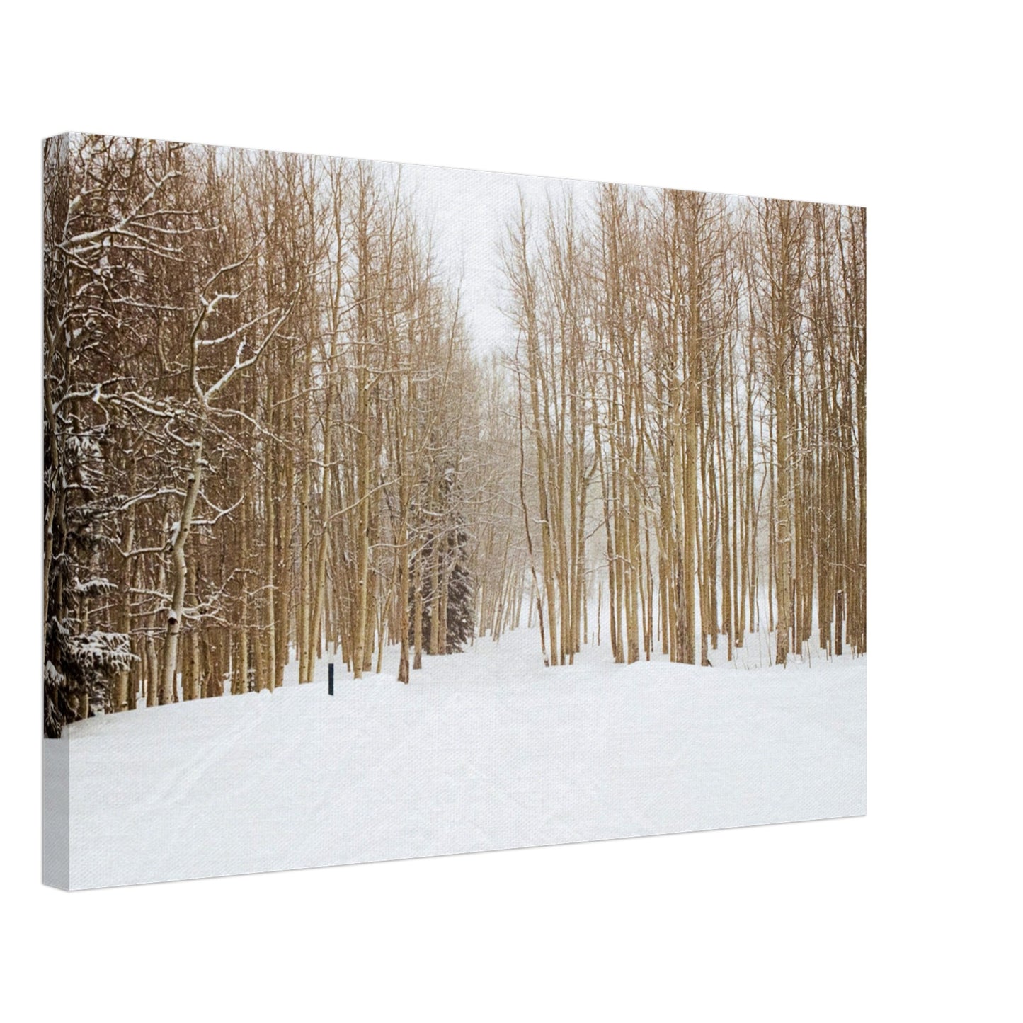 'Snow Trek' - Canvas Print