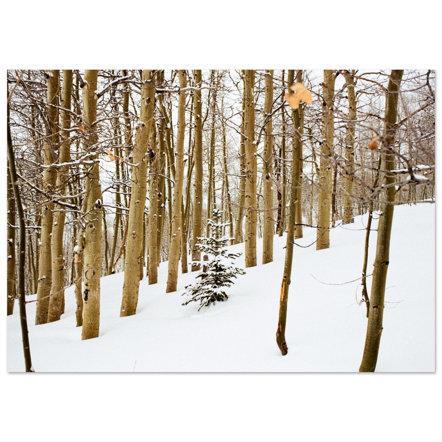 'New Beginnings' - Matte Paper Print