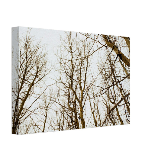'Tree Tops' - Canvas Print (Christmas)