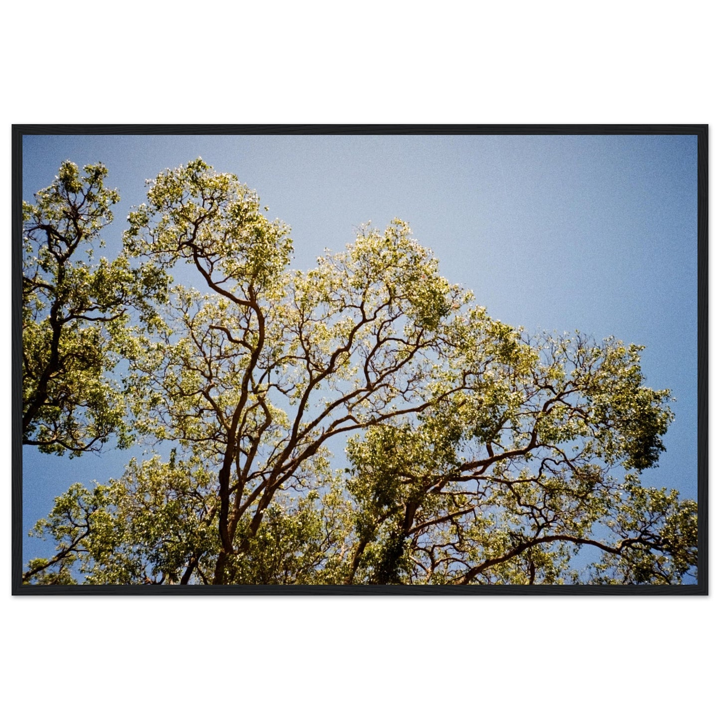 'Afternoon Shine' - Matte Paper Wooden Framed Print