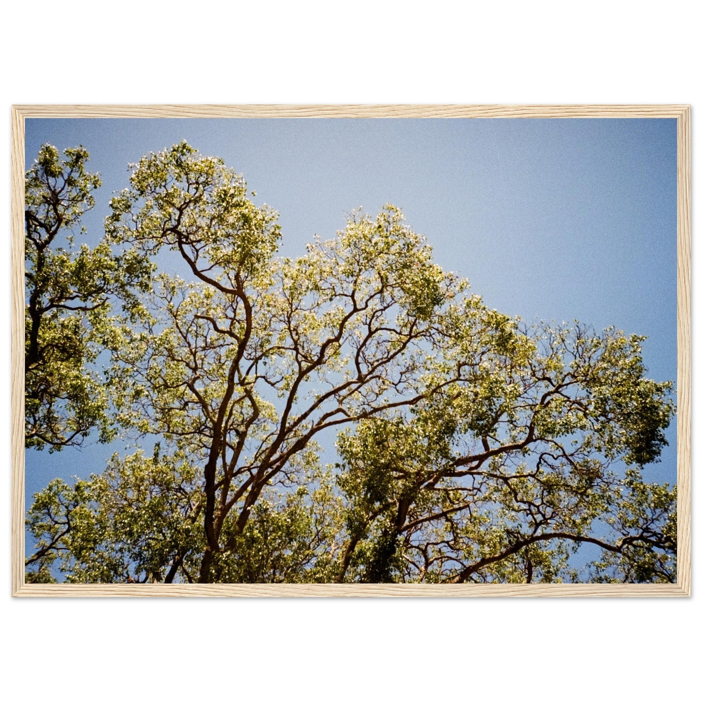 'Afternoon Shine' - Matte Paper Wooden Framed Print