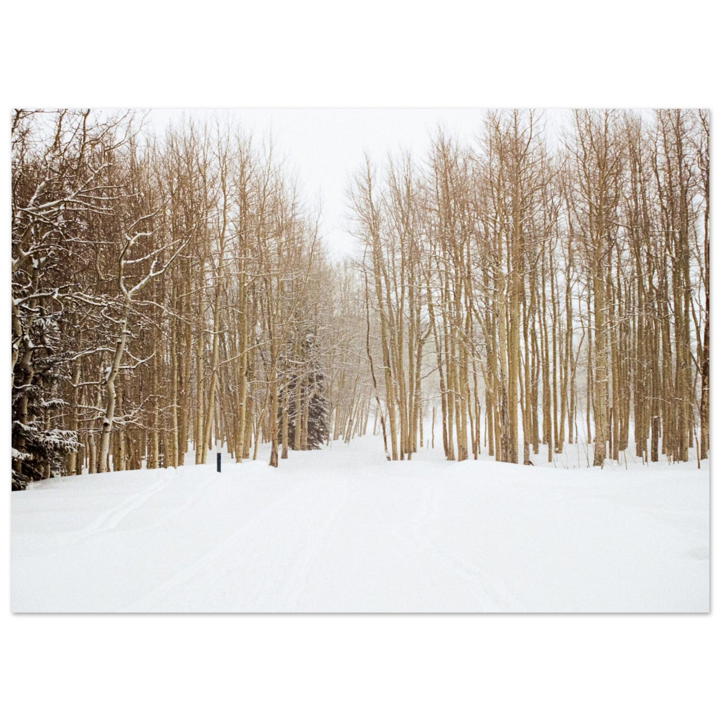 'Snow Trek' - Matte Paper Print