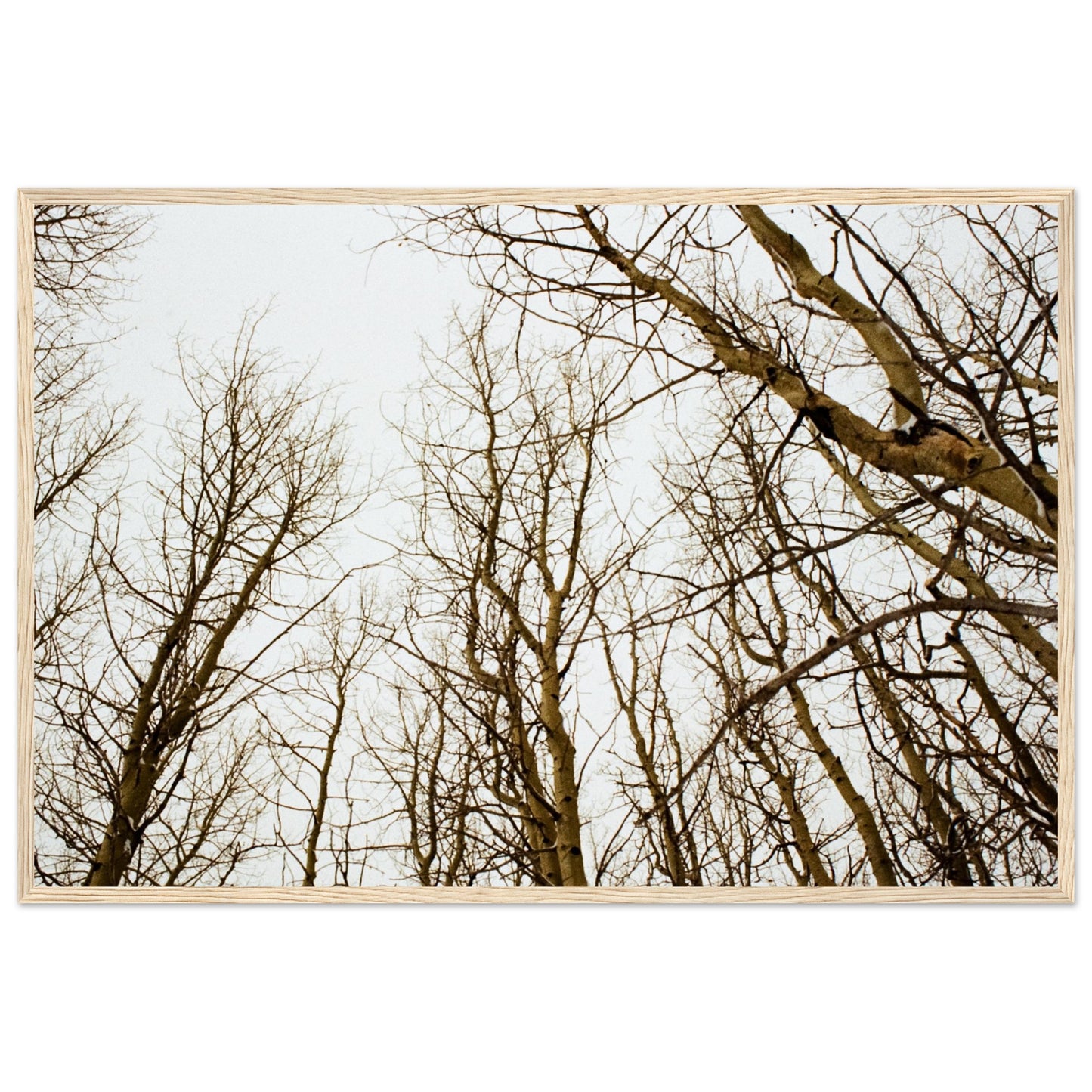 'Tree Tops' - Matte Paper Wooden Framed print (Christmas)