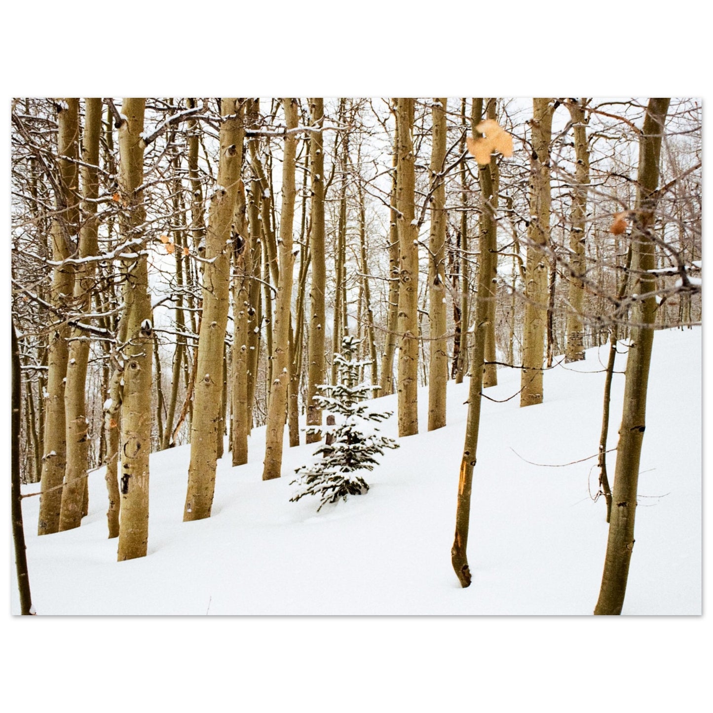 'New Beginnings' - Foam print