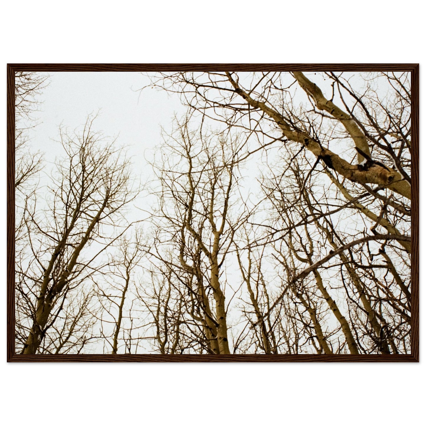 'Tree Tops' - Matte Paper Wooden Framed print (Christmas)