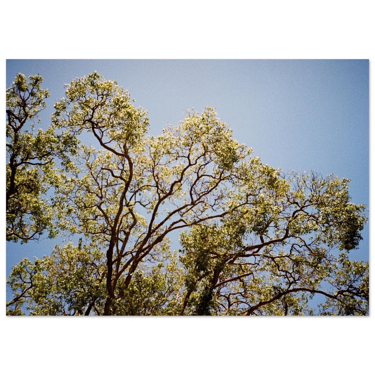 'Afternoon Shine' - Matte Paper Print