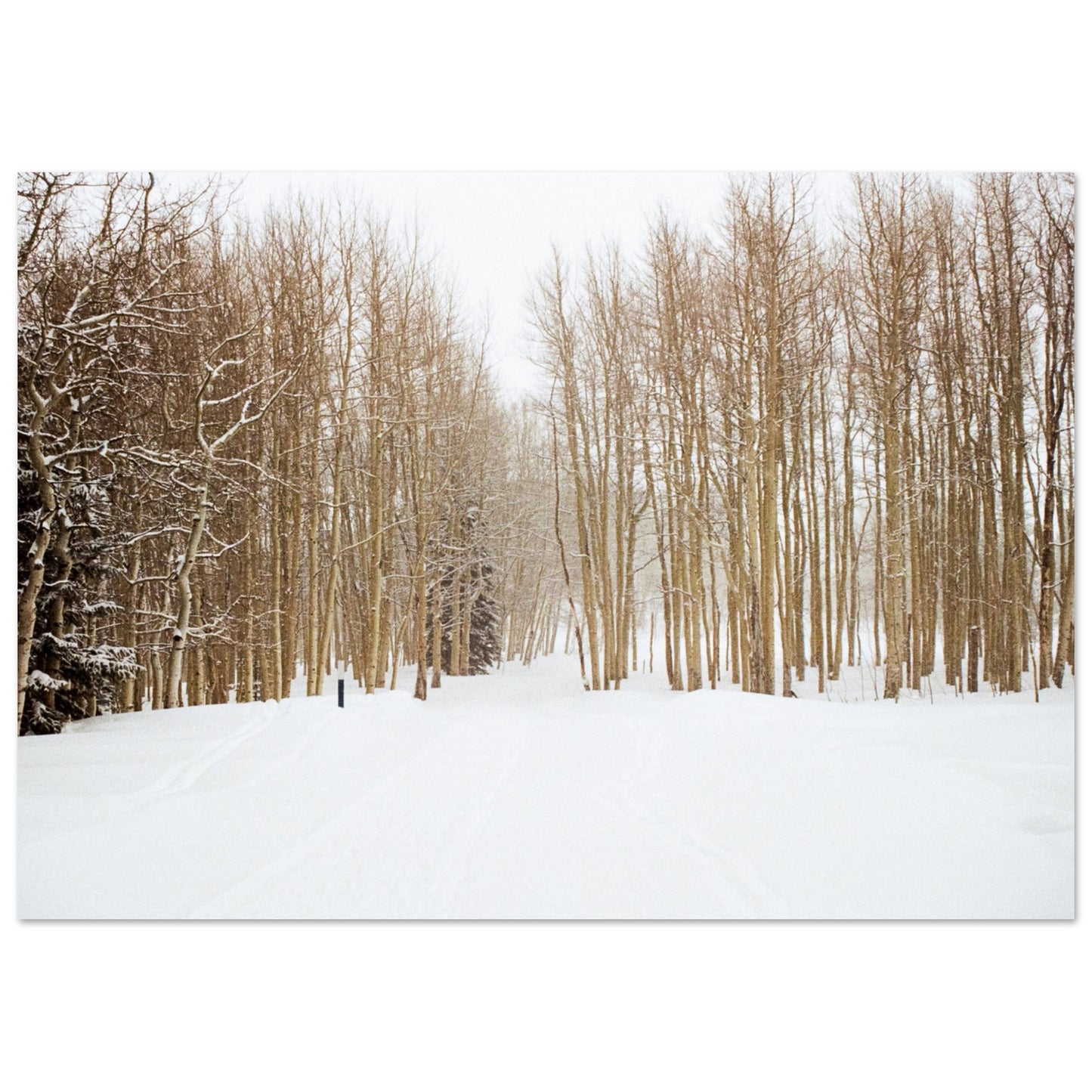 'Snow Trek' - Matte Paper Print