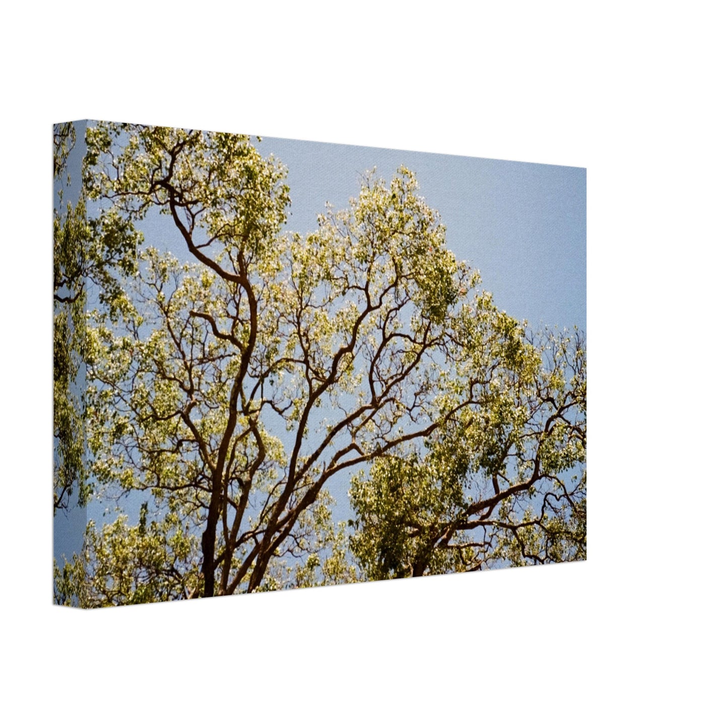'Afternoon Shine' - Canvas Print