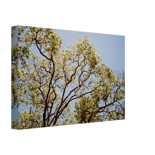 'Afternoon Shine' - Canvas Print